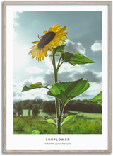 Load image into Gallery viewer, Sunflower
