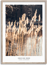 Load image into Gallery viewer, Swaying Reed
