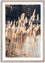 Load image into Gallery viewer, Swaying Reed
