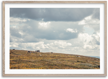 Load image into Gallery viewer, Reindeers in Lapland
