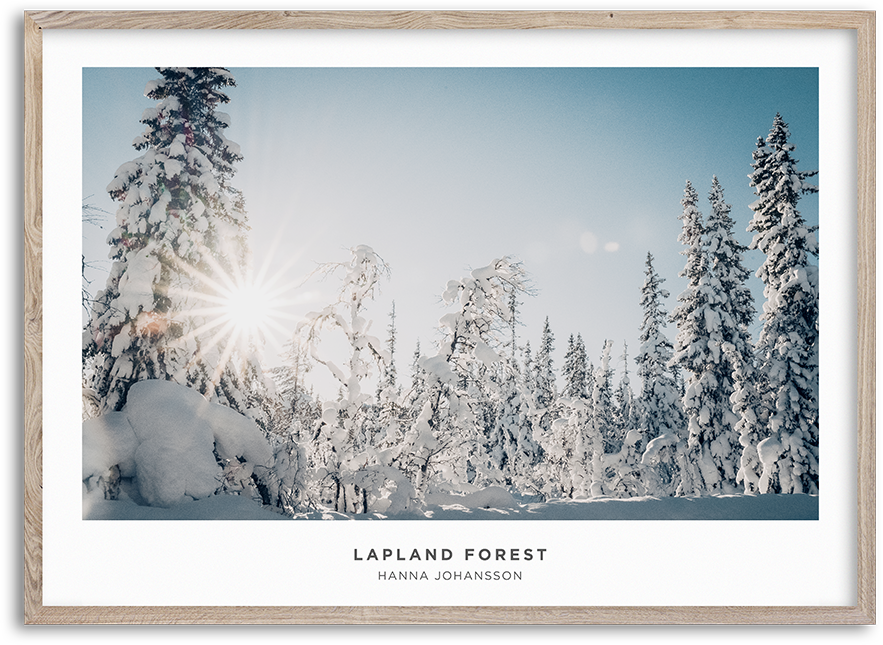 Lapland Forest