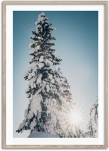 Load image into Gallery viewer, Lapland Forest
